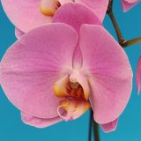 Dtps. Chian Huey Red Rose X Phal. Sogo Yukidian