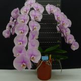Phal. Jincheng Lover × Phal. New Cinderella - Image 2