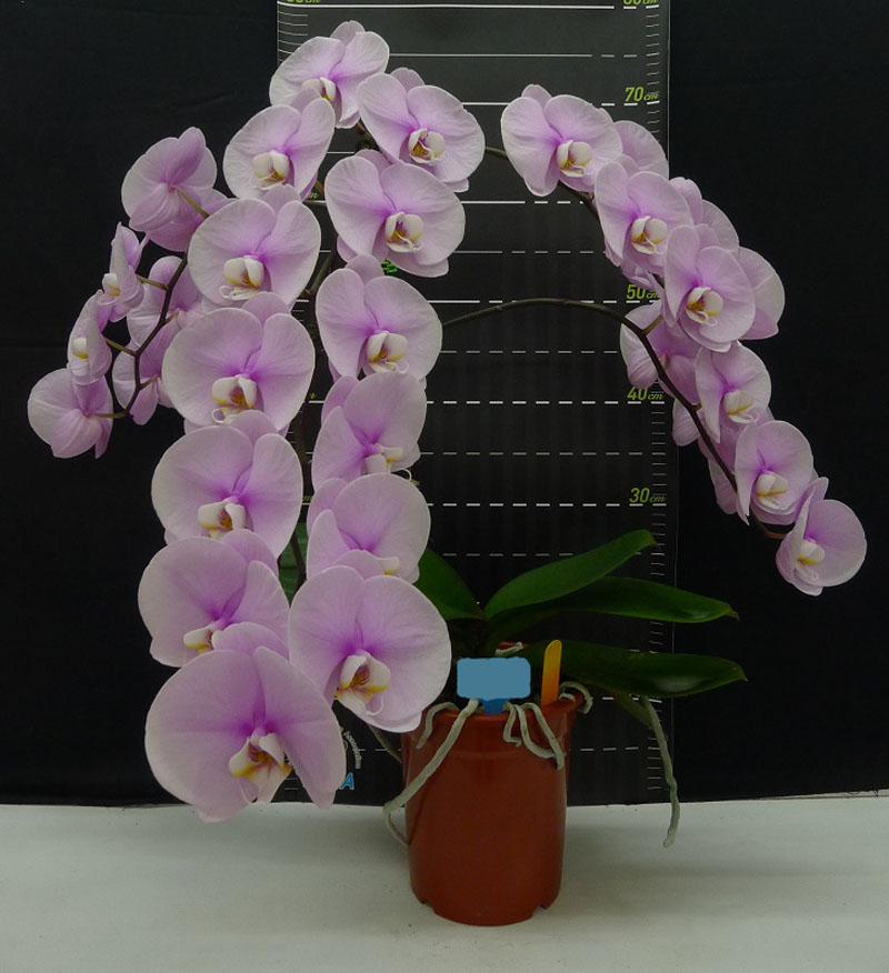 Phal. Jincheng Lover × Phal. New Cinderella – Welcome to Orchid