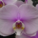 Phal. Jincheng Lover × Phal. New Cinderella