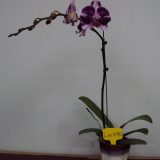 Phal. Hilo Spark Pink "1090" - Image 2