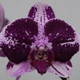 Phal. Hilo Spark Pink "1090"