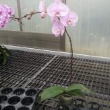 Phal. Yishing Beauty "142" - Image 2