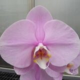 Phal. Yishing Beauty "142"