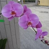 Dtps. Sogo Genki X Dtps. Little Gem Stripes "123" - Image 2