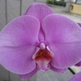 Dtps. Sogo Genki X Dtps. Little Gem Stripes "123"