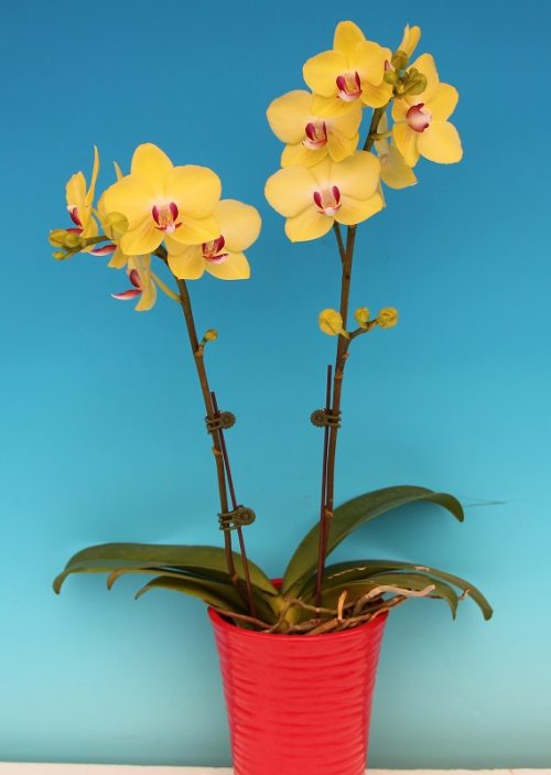 Phal. Star Goldfinch – Welcome to Orchid Cultivators