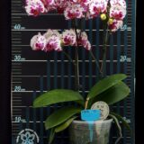Phal. OX Madonna - Image 2