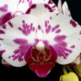 Phal. OX Madonna