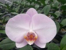 Phal. East Sea "02"