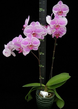 Орхидея day tripper фото и описание