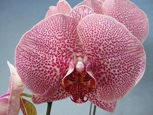 Phal. KV “188” – Welcome to Orchid Cultivators