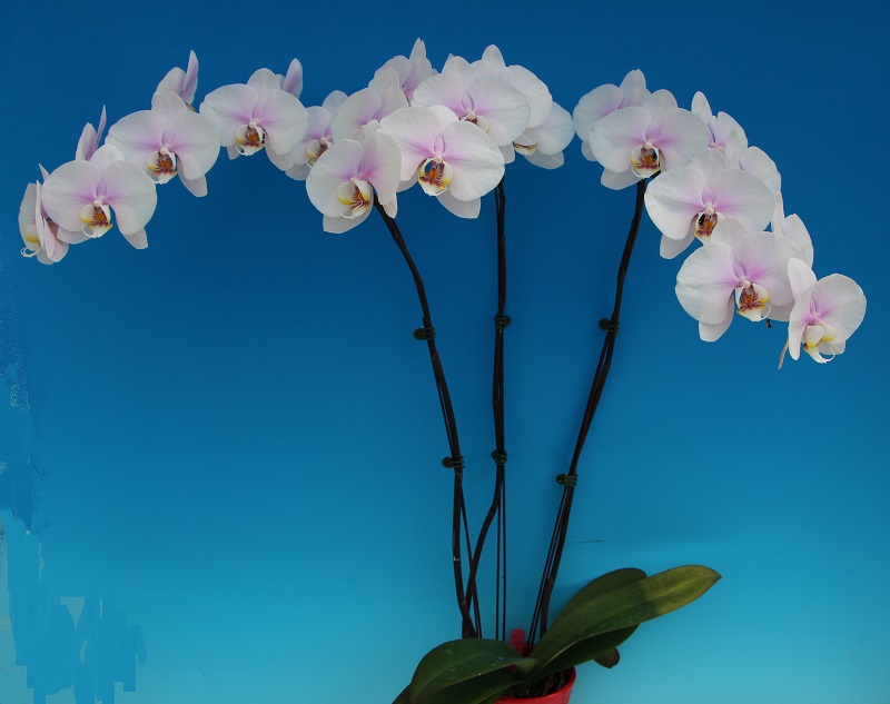 Phal. Taida Blessing “Star Moon” – Welcome to Orchid Cultivators