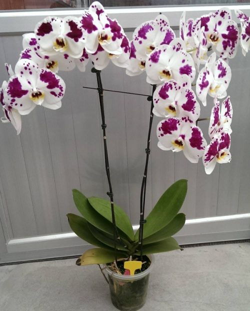 Dtps. Lianher Happy Song “155-9” – Welcome to Orchid Cultivators