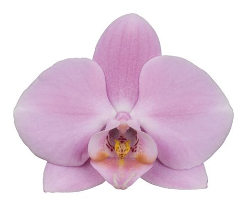 Phal Seattle Welcome To Orchid Cultivators 0954