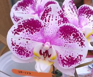 Dtps. Lianher Black Pearl “1026-17” – Welcome to Orchid Cultivators