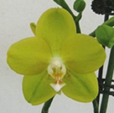 Phal. Good Luck