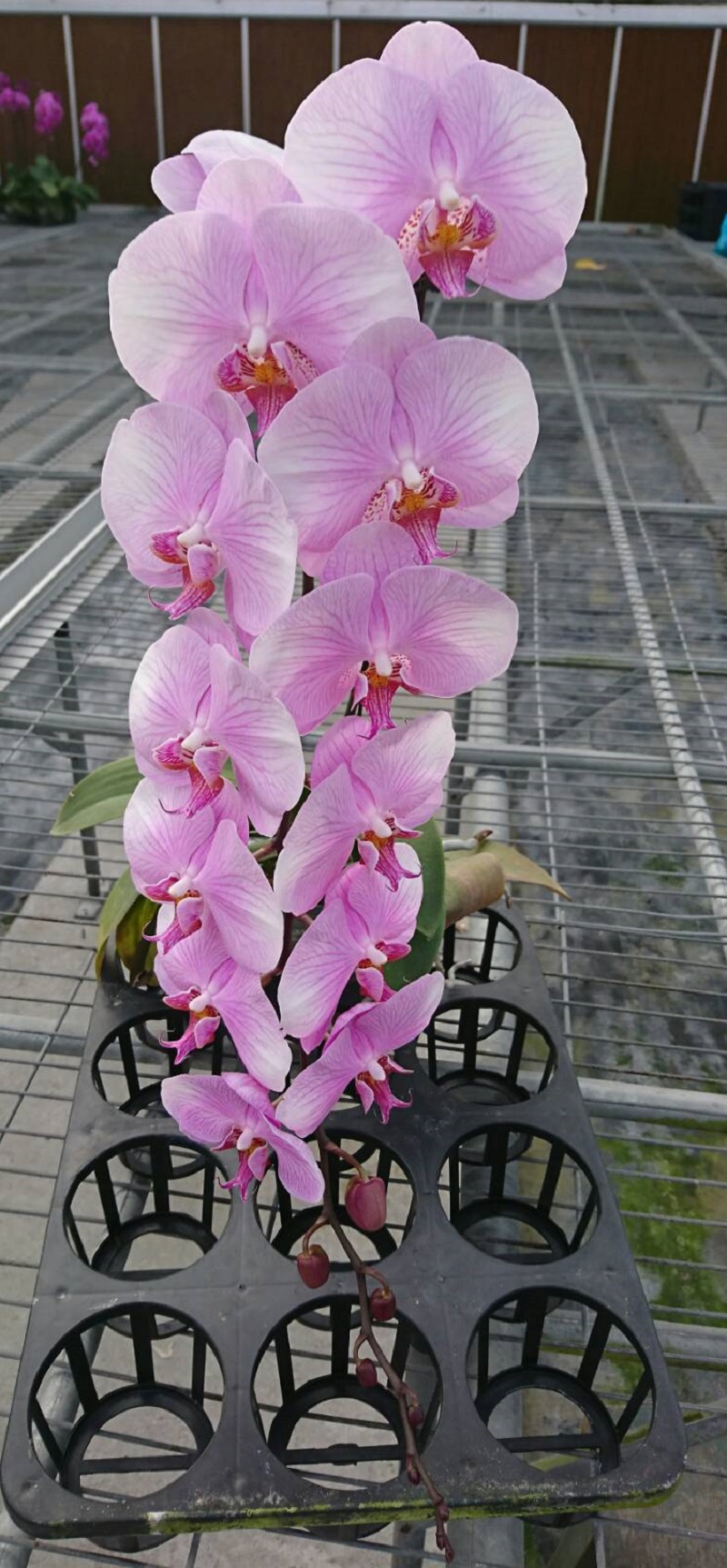 Phal. Green Field Pink Diamond – Welcome to Orchid Cultivators