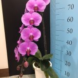 Phal. S. Joy "Alice" - Image 2