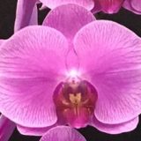 Phal. S. Joy "Alice"