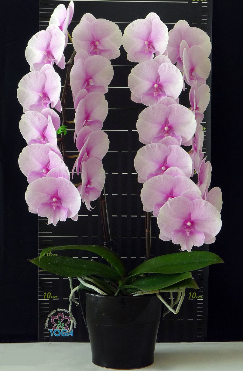 Phal. Charming Suree – Welcome to Orchid Cultivators