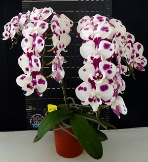 Phal. Ever Spring Prince – Welcome to Orchid Cultivators