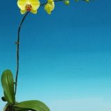 Phal. MS Yellow Shine - Image 2