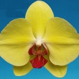 Phal. MS Yellow Shine