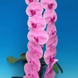 Dtps. Ming Hsing Harmony - Image 2
