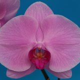 Dtps. Ming Hsing Harmony