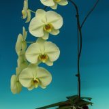 Phal. Star Green Emerald - Image 2