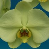 Phal. Star Green Emerald