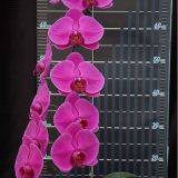 Phal. OX Allure Rose - Image 2