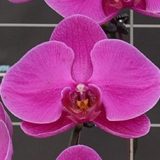 Phal. OX Allure Rose