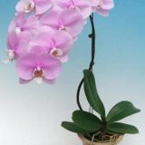 Phal. King Car Sleeping Memory - Image 2