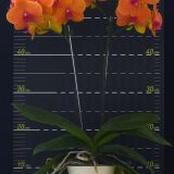 Phal. Charming Fortune - Image 2