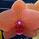 Phal. Charming Fortune