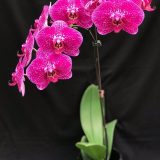 Phal. I-Hsin Spot Leopard X Phal. Chian Xen Pearl - Image 3