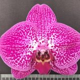 Phal. I-Hsin Spot Leopard X Phal. Chian Xen Pearl