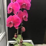Phal. Lianher Super Red "1012-1" - Image 3