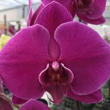 Phal. Lianher Super Red "1012-1"