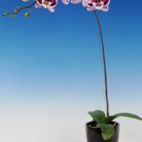 Dtps. Fuller's Alana - Image 3