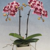 Phal. Fuller's "F3458" - Image 2