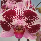 Phal. Fuller's "F3458"