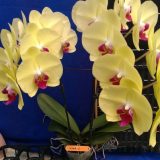 Dtps. Lianher Happy Candy - Image 2