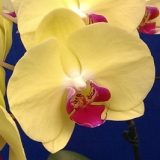 Dtps. Lianher Happy Candy