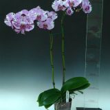 Dtps. Shu Long Rabbit "54" - Image 2