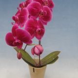 Phal. Shu Long "F3784" - Image 2