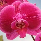 Phal. Shu Long "F3784"