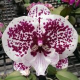 Dtps. Lianher Jellyfish "1042-1"